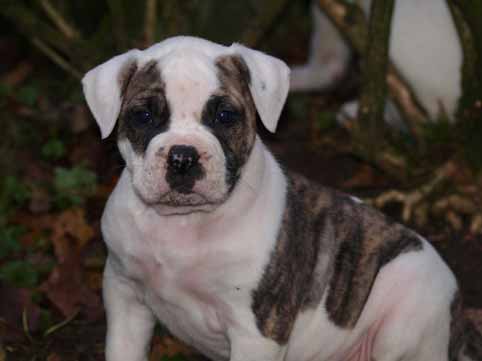 Darkenwald american bulldog